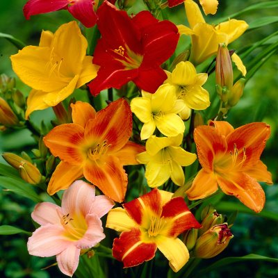 Лилейник гибридный в ассортименте