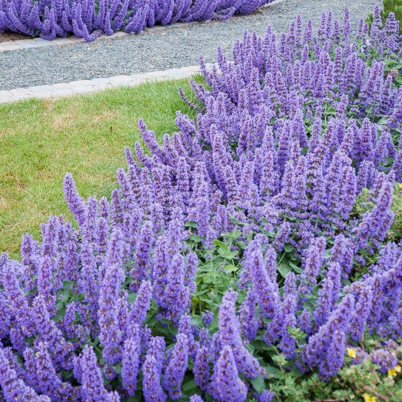 Котовник Фассена Уолкерс Лоу (лаванд.)