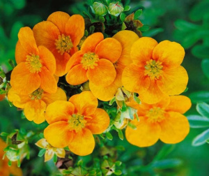 dasiphora-fruticosa-mango-tango
