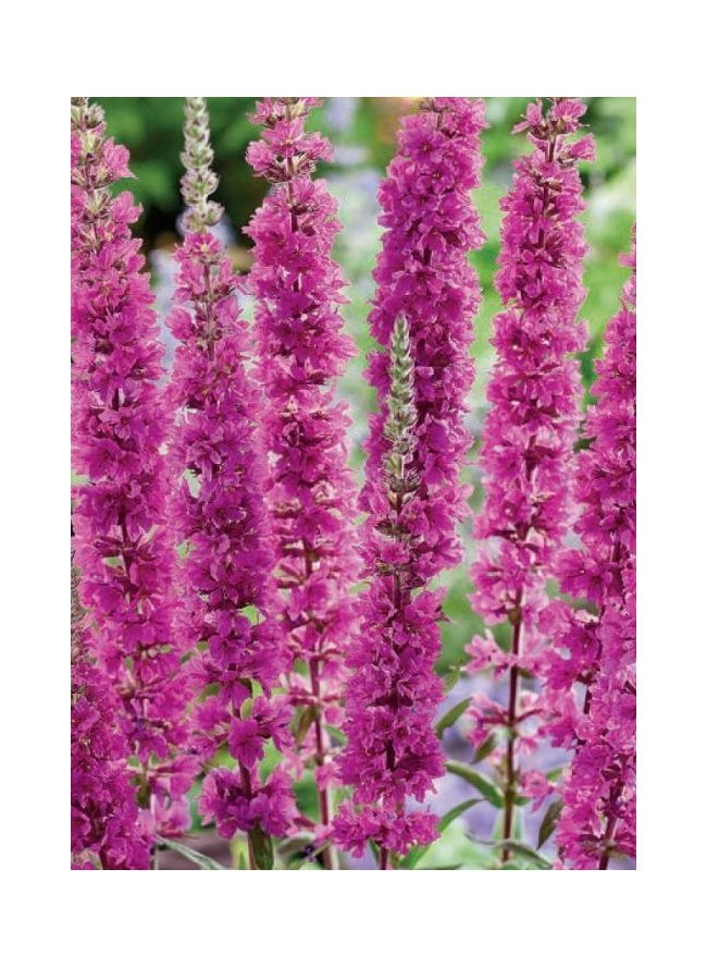 розовый жем