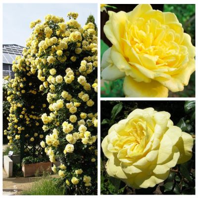 Роза плетистая Казино(желт.)