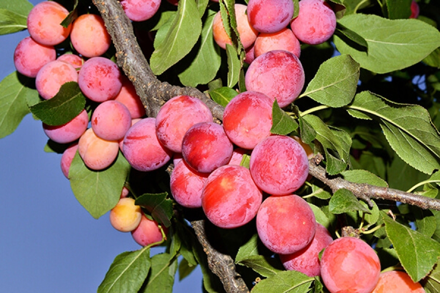 Слива Маньчжурская красавица