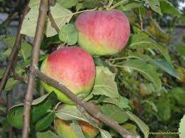 НоменклатураПрисоединенныеФайлы