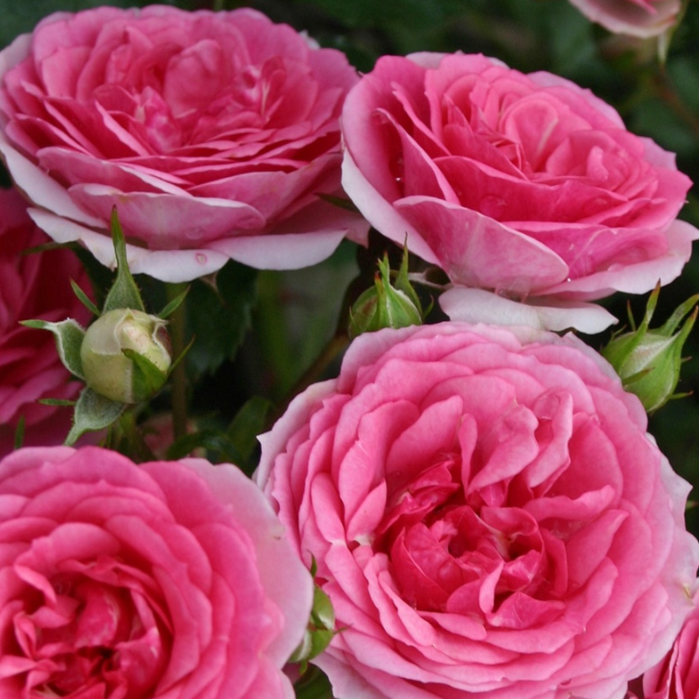 Роза почвопокровная Амика