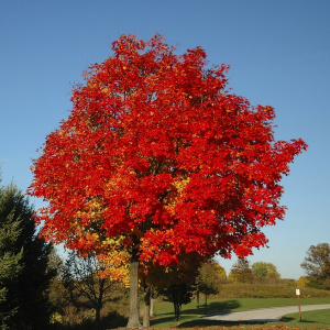 klen-krasnyj-otom-blejz-acer-rubrum-autumn-blaze-krona