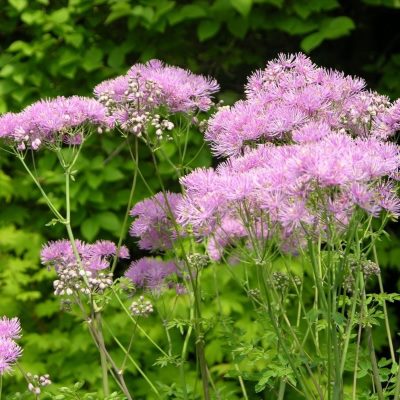 Василистник Делавея Нимбус Пинк (светл.-роз.)