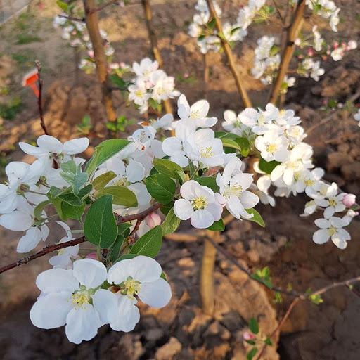 НоменклатураПрисоединенныеФайлы