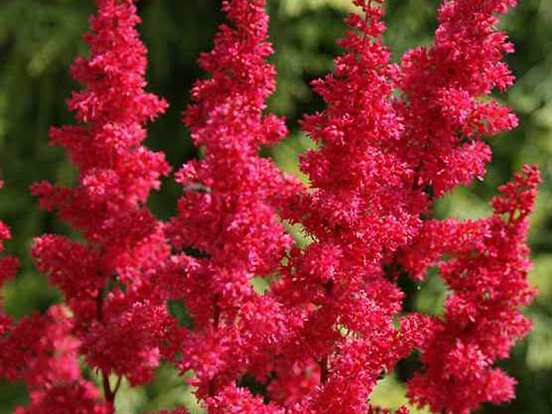 Астильба Арендса Гранат
