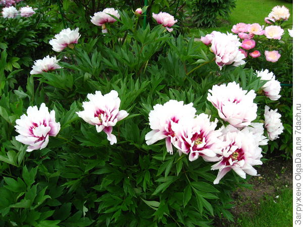 1_кора луиза