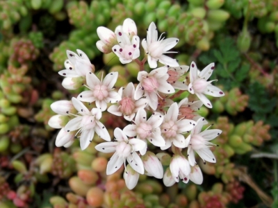 очиток белый