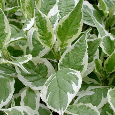 Айаори хало