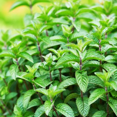 мята перечная