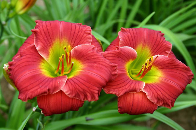 Рэд Хот Ретёнс