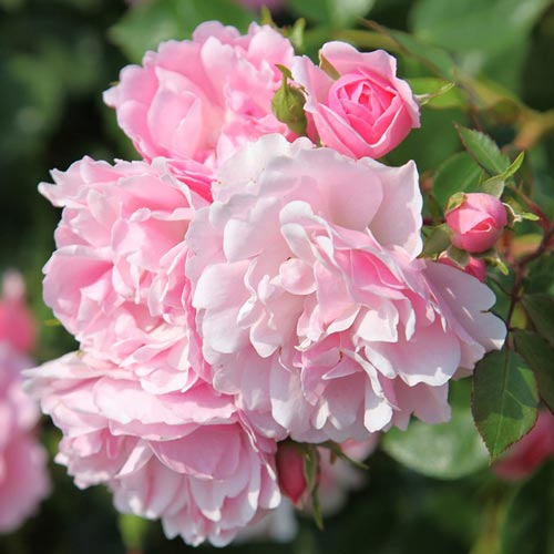 Роза Боника3