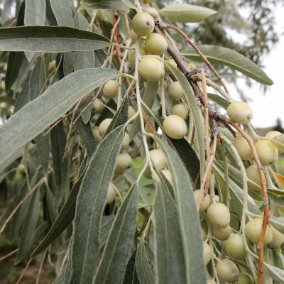 Лох узколистный_1