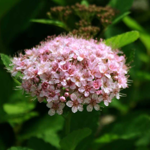 spireya_berezolistnaya_pink_spakler