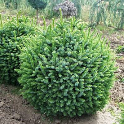 Ель сербская Нана