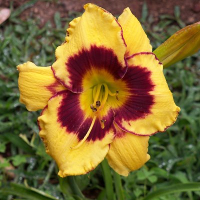 калико джек