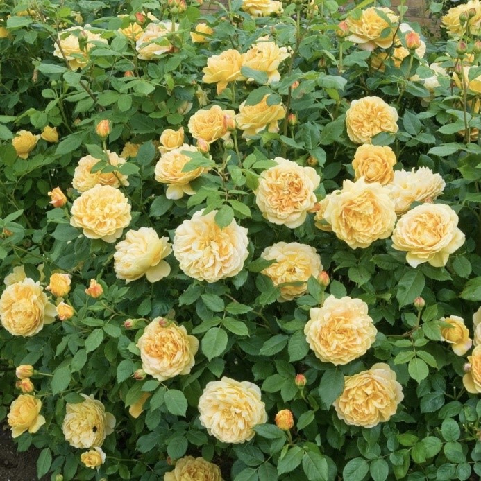 Роза английская Д. Остин Голден Селебрейш