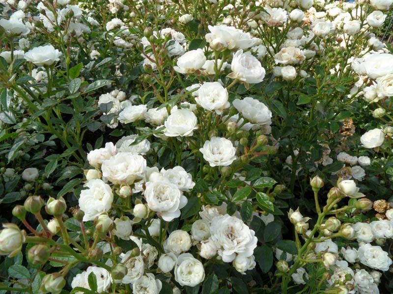 Роза почвопокровная Кристал Фейри1