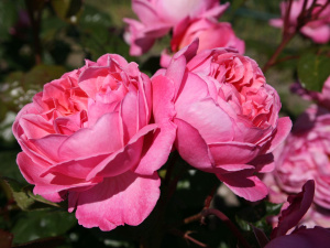 роза flora-flora-colonia