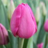 tulipa_strong_rocket