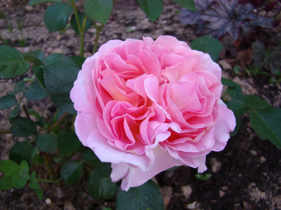 НоменклатураПрисоединенныеФайлы