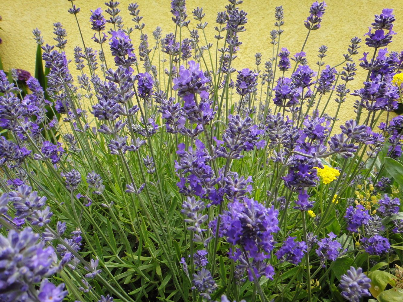 Лаванда узколистная Хидкот_2