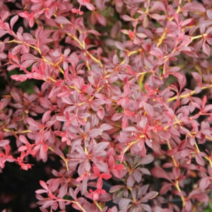 image 37