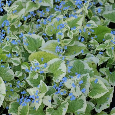 Бруннера крупнолистная Вариегата (гол.)