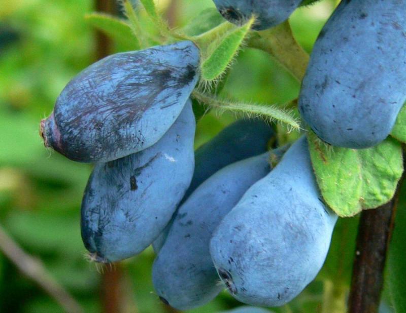 sort-zhimolosti-Voytek