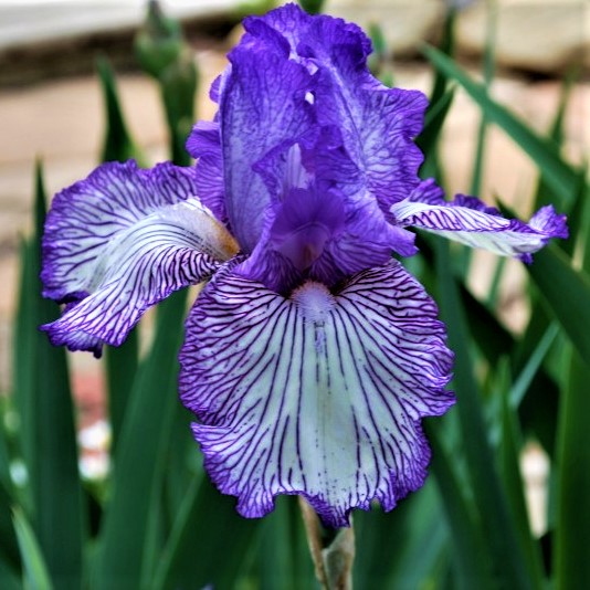 Ирис германский (бородатый) Отумн Сиркус_2