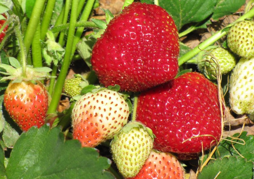Клубника Дарселект_1
