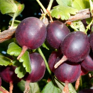 крыжовник
