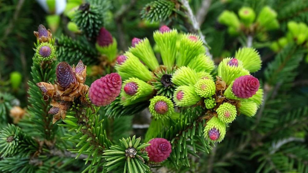 Живительные хвойные растения