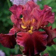 Ирис Красная орхидея1