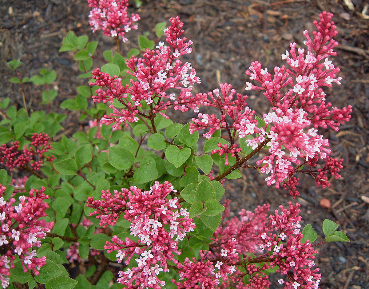 сирень тинк