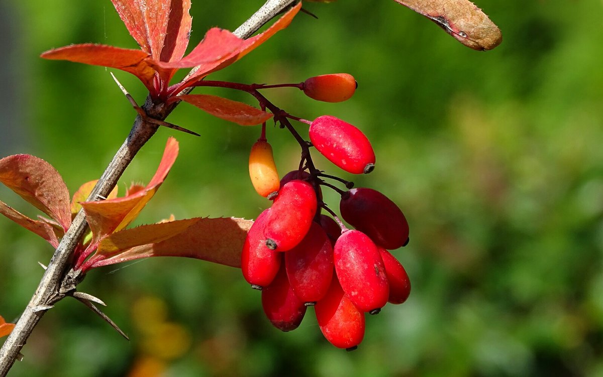 Барбарис плодовый_1