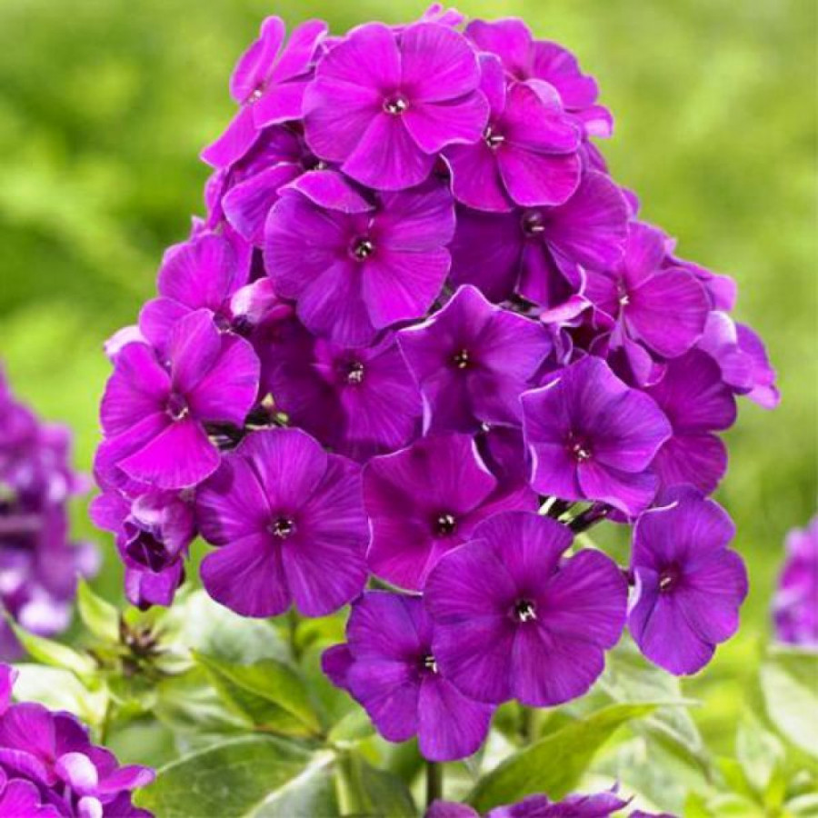 Флокс метельчатый Ники