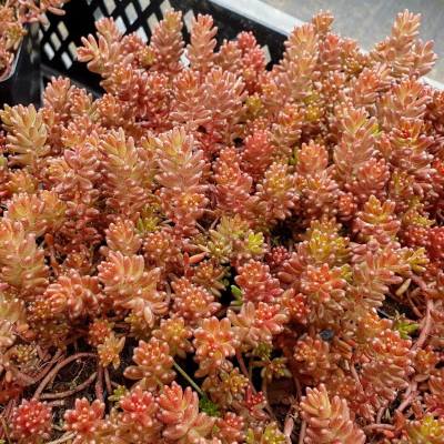 корал карпет