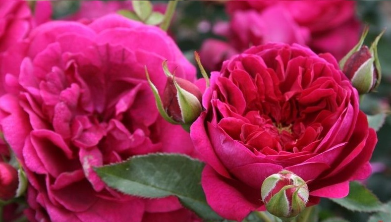 дарси бассел