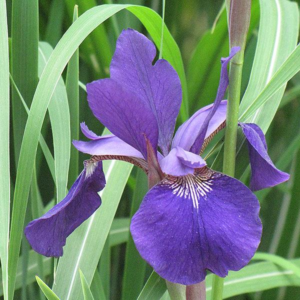 Ирис сибирский Цезарс Бразер_3