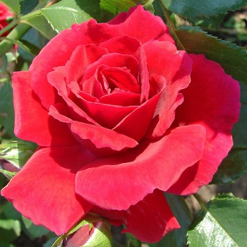 роза дам де коур1