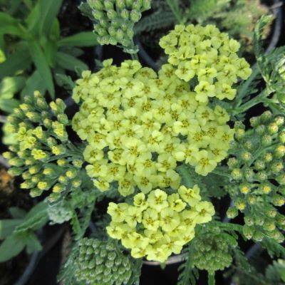 тысячелистник