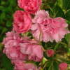 1650024594_29-vsegda-pomnim-com-p-roza-sort-pink-grutendorst-foto-29