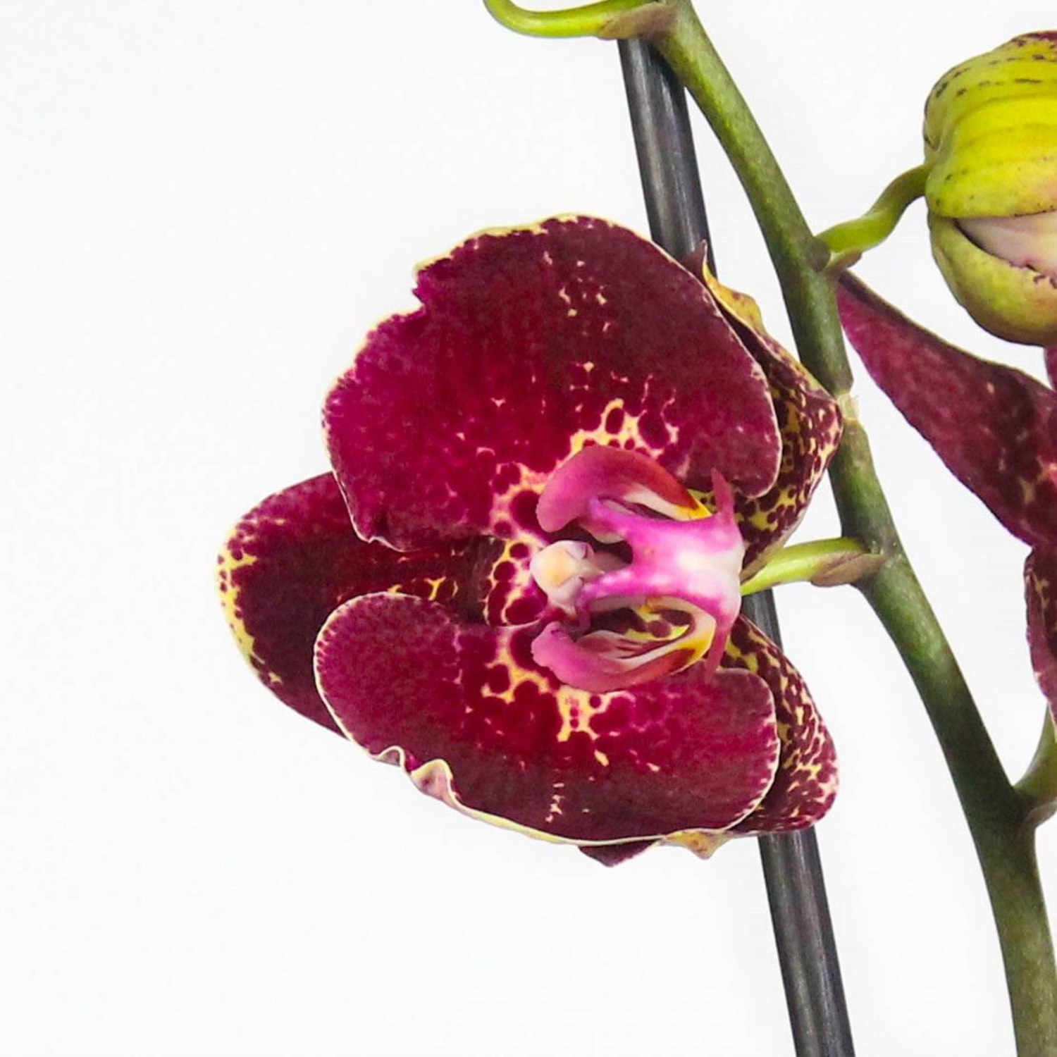 18350.650@2x00000000000000000000000000000