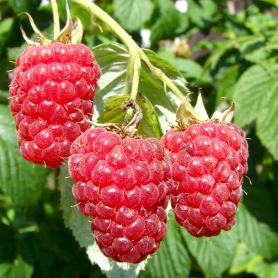 Малина Веста (красн.)