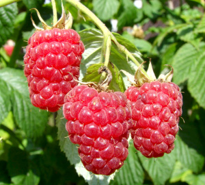 malinavesta