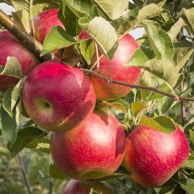 ябло серебр копытце