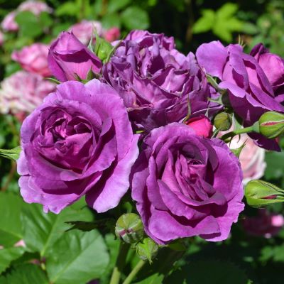 jpmgbosro6qybmdhuij7mwkshktd9cqf